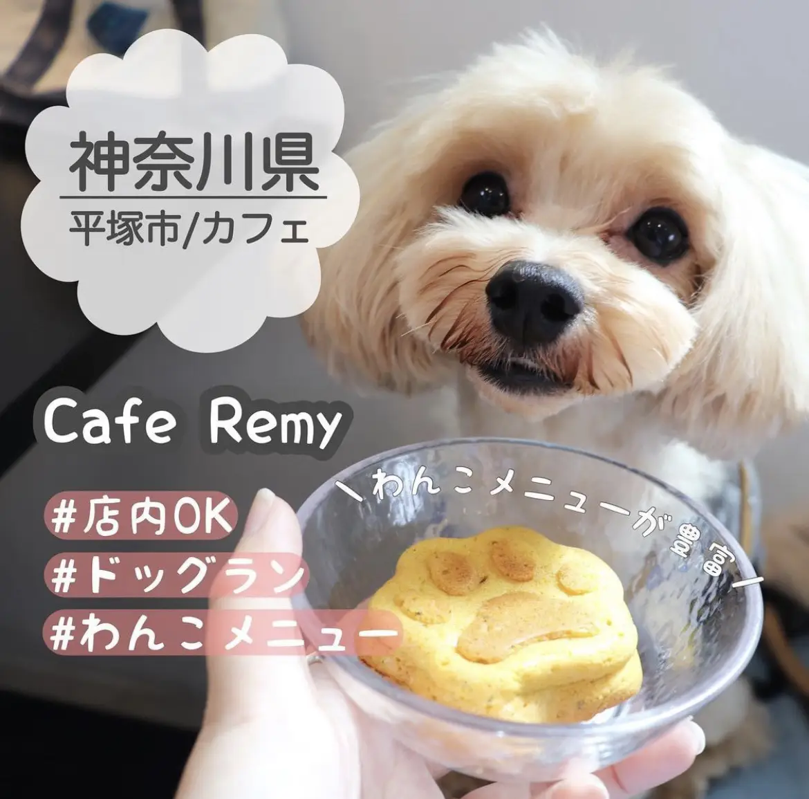 神奈川県 平塚市 わんこメニューが豊富なドッグラン付きカフェ マルプーまっしゅが投稿したフォトブック Lemon8