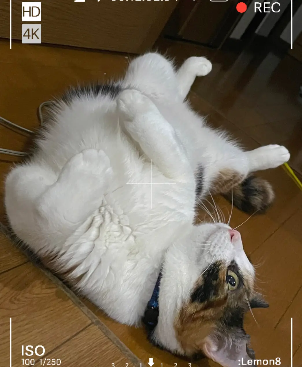 かわいい新しい芸を覚えました 𝕡𝕖𝕝𝕠 トイプードルぺろちが投稿した記事 Lemon8