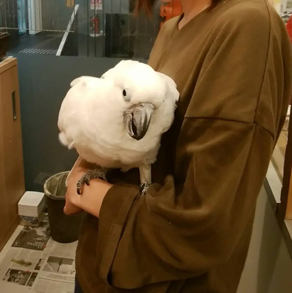 定番大阪観光に飽きたら小動物カフェと鳥カフェでリフレッシュ ふれあいも 3mani3が投稿した記事 Lemon8 定番大阪観光に飽きたら小動物カフェと鳥カフェでリフレッシュ ふれあいも 3mani3が投稿した記事 Lemon8