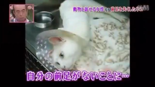 動物と話せる女性ハイジと前足を失くした猫