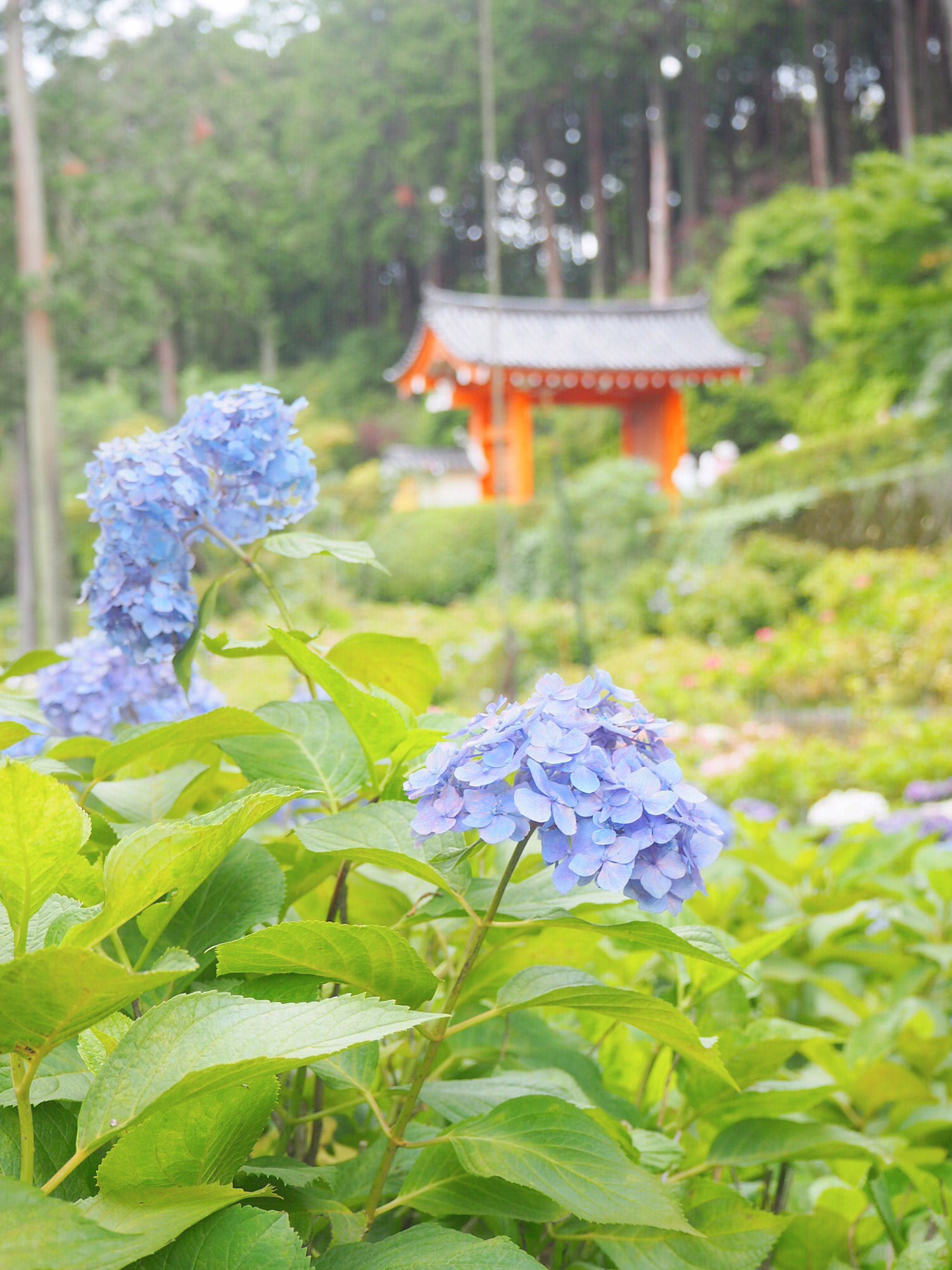 京都の紫陽花の名所 三室戸寺 Cstripが投稿したフォトブック Sharee