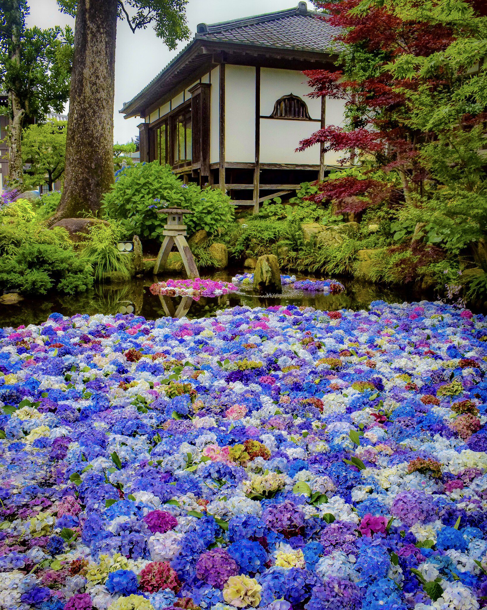茨城県桜川市 紫陽花の水中花を見るならここ 雨引山楽法寺 雨引観音 Jptravelerspicが投稿したフォトブック Lemon8