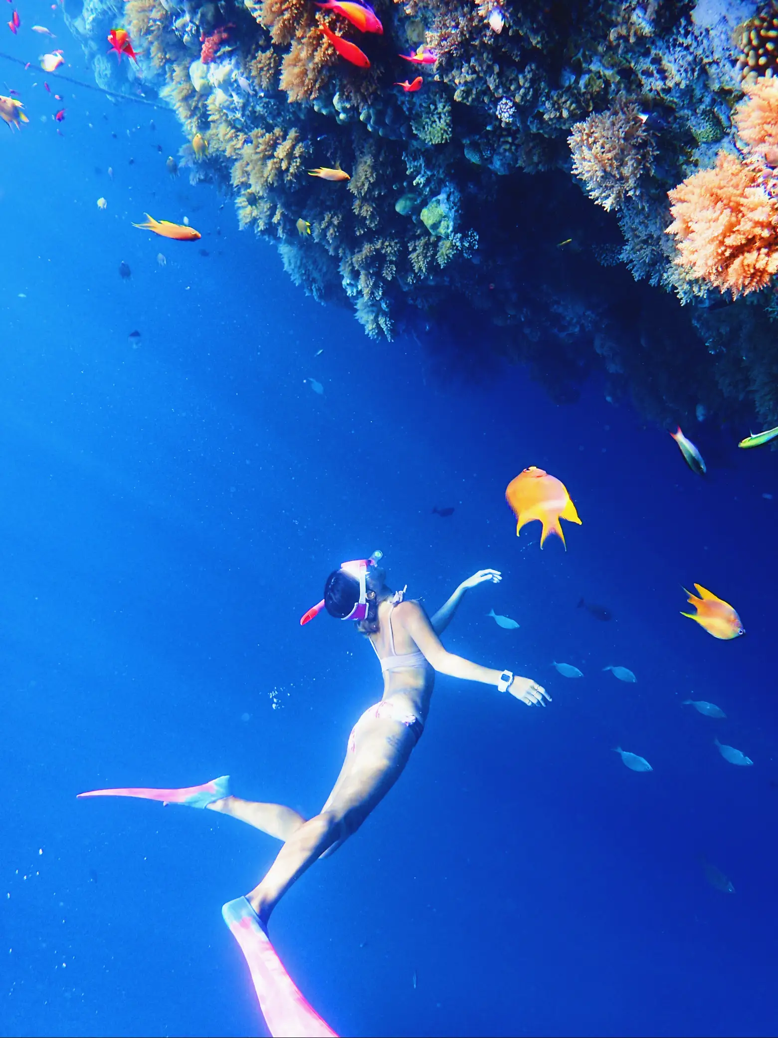 珊瑚とサメ パラオの海 Churaa Kanaが投稿したフォトブック Lemon8 珊瑚とサメ パラオの海 Churaa Kanaが投稿したフォトブック Lemon8