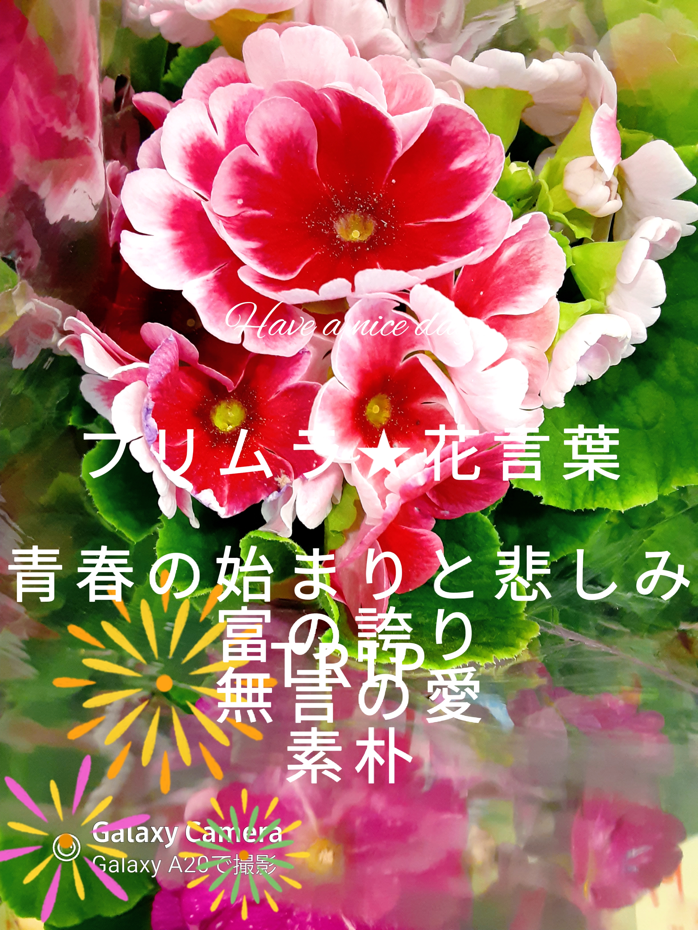 プリムラ 花言葉 まさみ63が投稿したフォトブック Lemon8