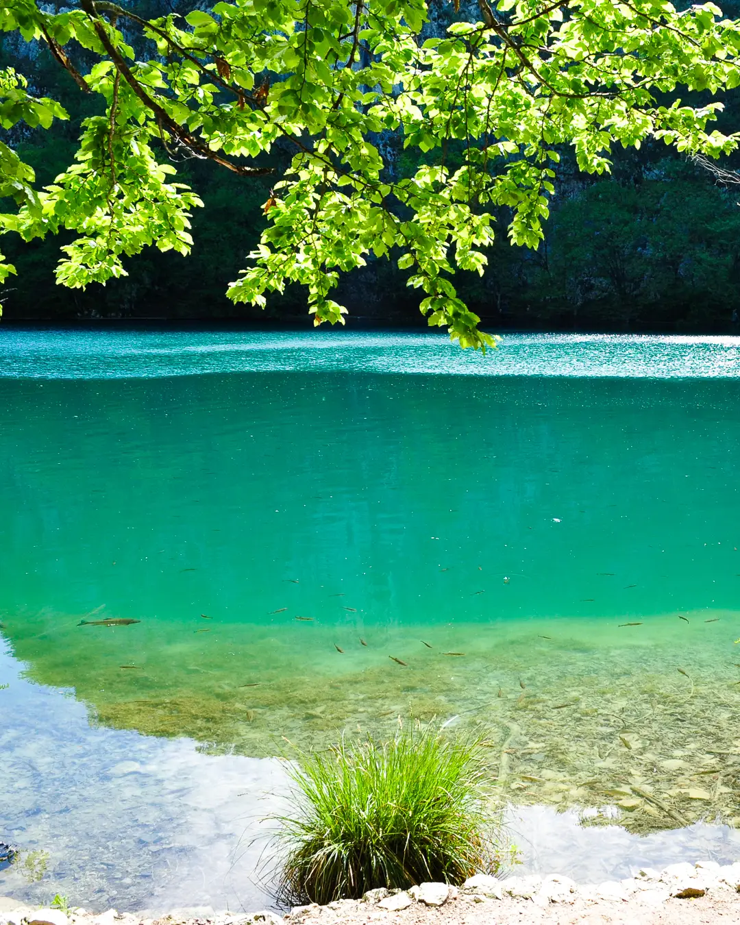 【クロアチア】エメラルドグリーンの絶景！滝と湖がいっぱい見れる世界遺産！の画像 (3枚目)