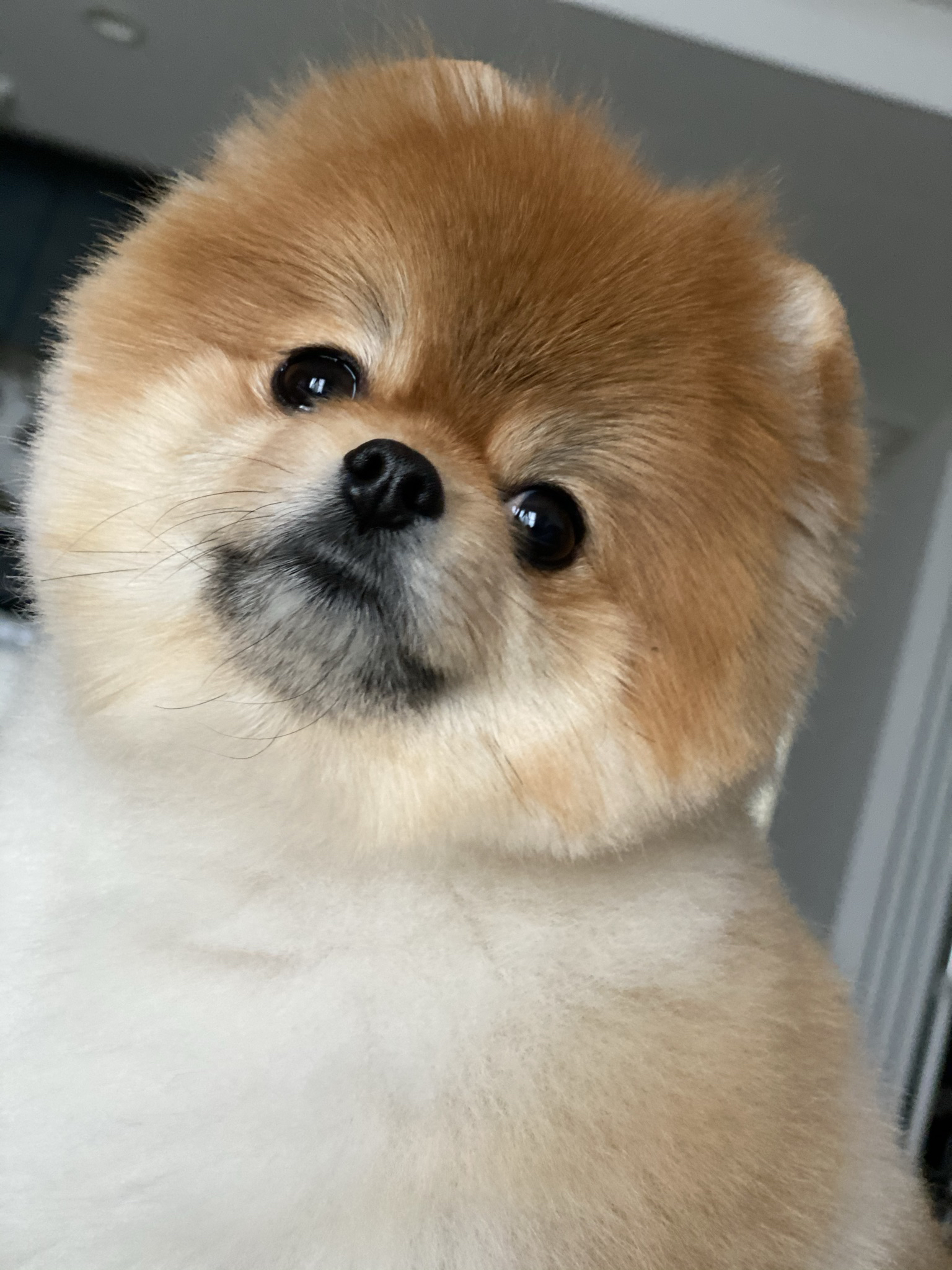 はじめまして ちゃちゃまるです 北海道のポメちゃちゃまるが投稿したフォトブック Lemon8