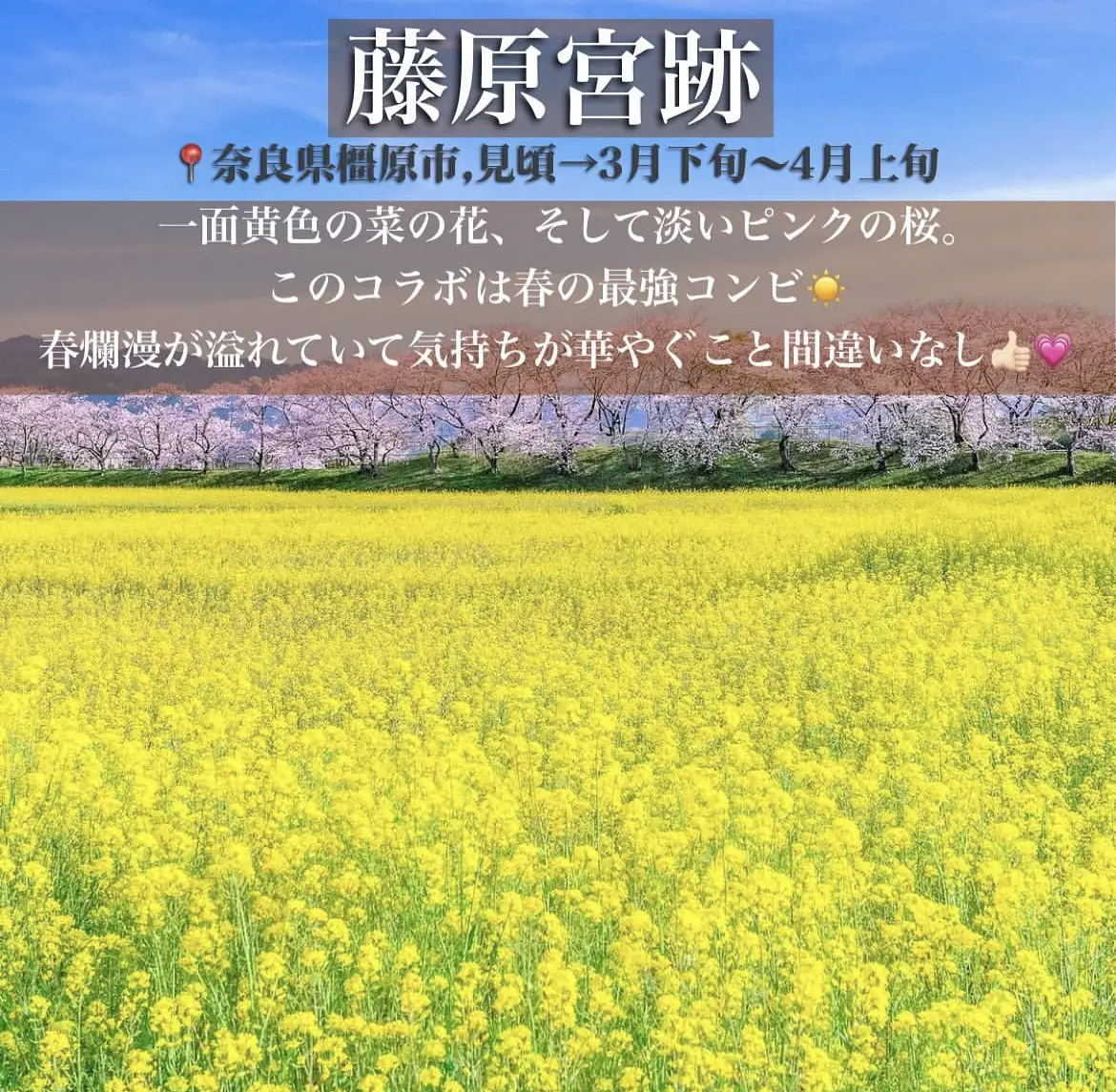 関西菜の花畑6選 たびおくんの大冒険が投稿したフォトブック Lemon8