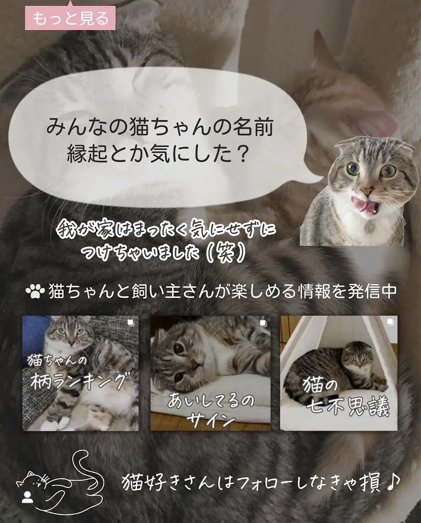 幸運を呼ぶ 猫の名前8選 ねこぞー 猫のお役立ち情報が投稿したフォトブック Lemon8