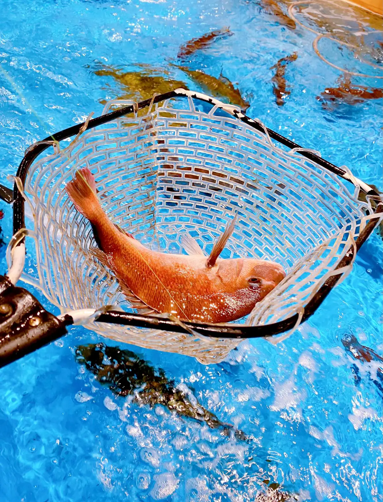 ジャンボ釣船 つり吉 大阪 難波 店内で釣りも楽しめる Fox Osakaが投稿したフォトブック Lemon8