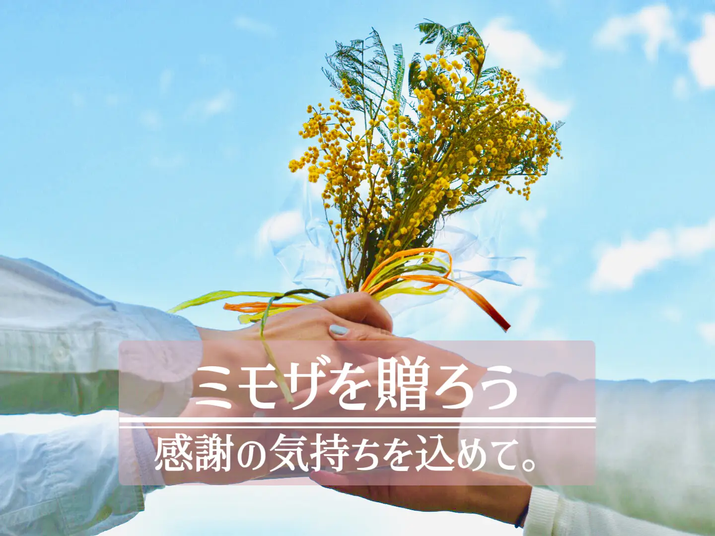 クモマグサ 和にも洋にも似合うお花 M Gardenが投稿したフォトブック Lemon8