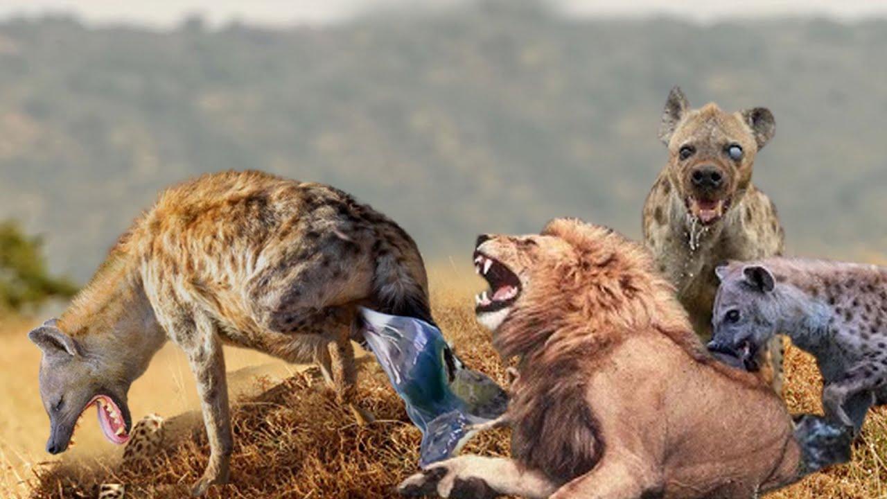 ライオンの復讐ハイエナ ライオンはあえてハイエナの獲物を盗み そして最後は苦い