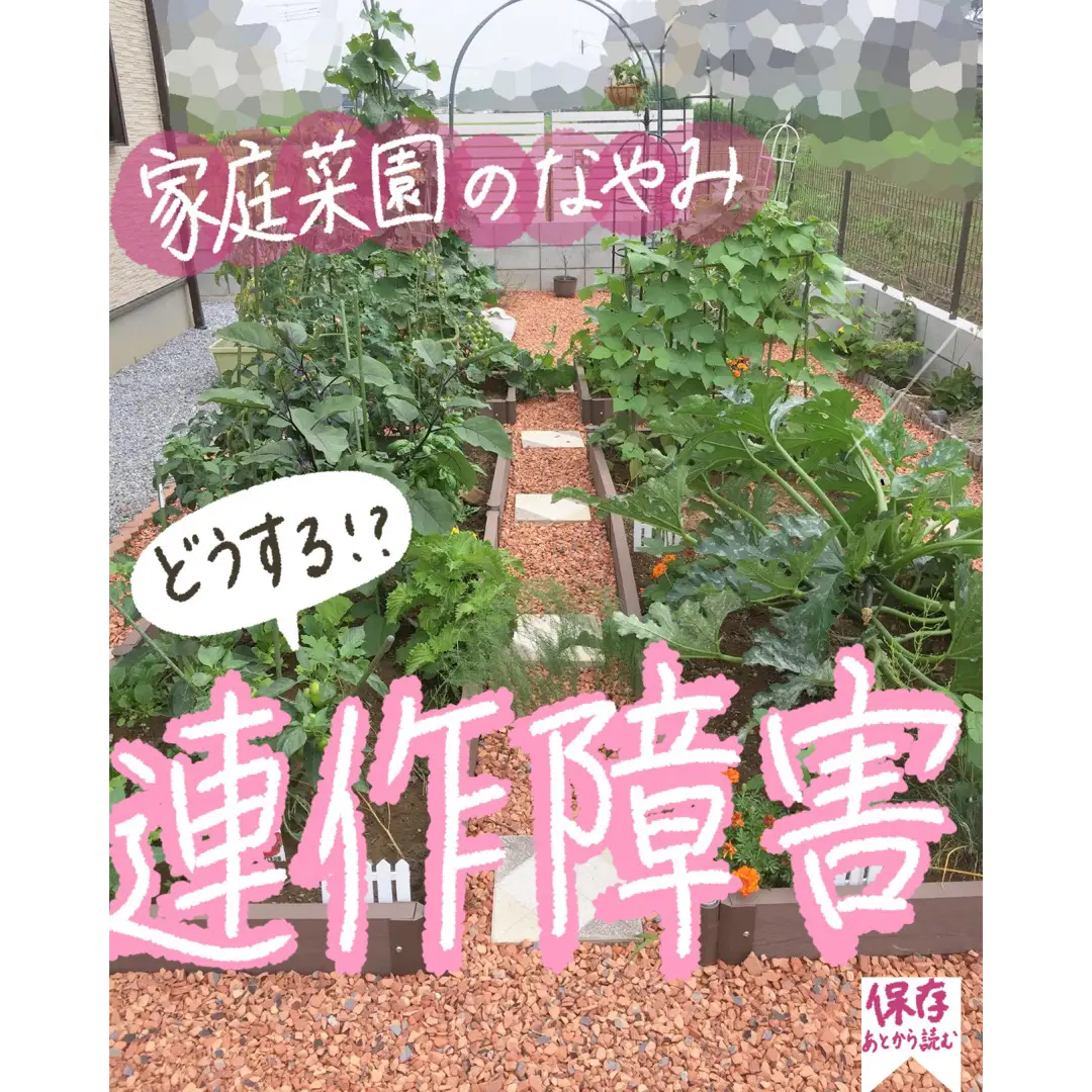 家庭菜園 どうする 連作障害 みゆき ガーデニングと家庭菜園が投稿した記事 Lemon8