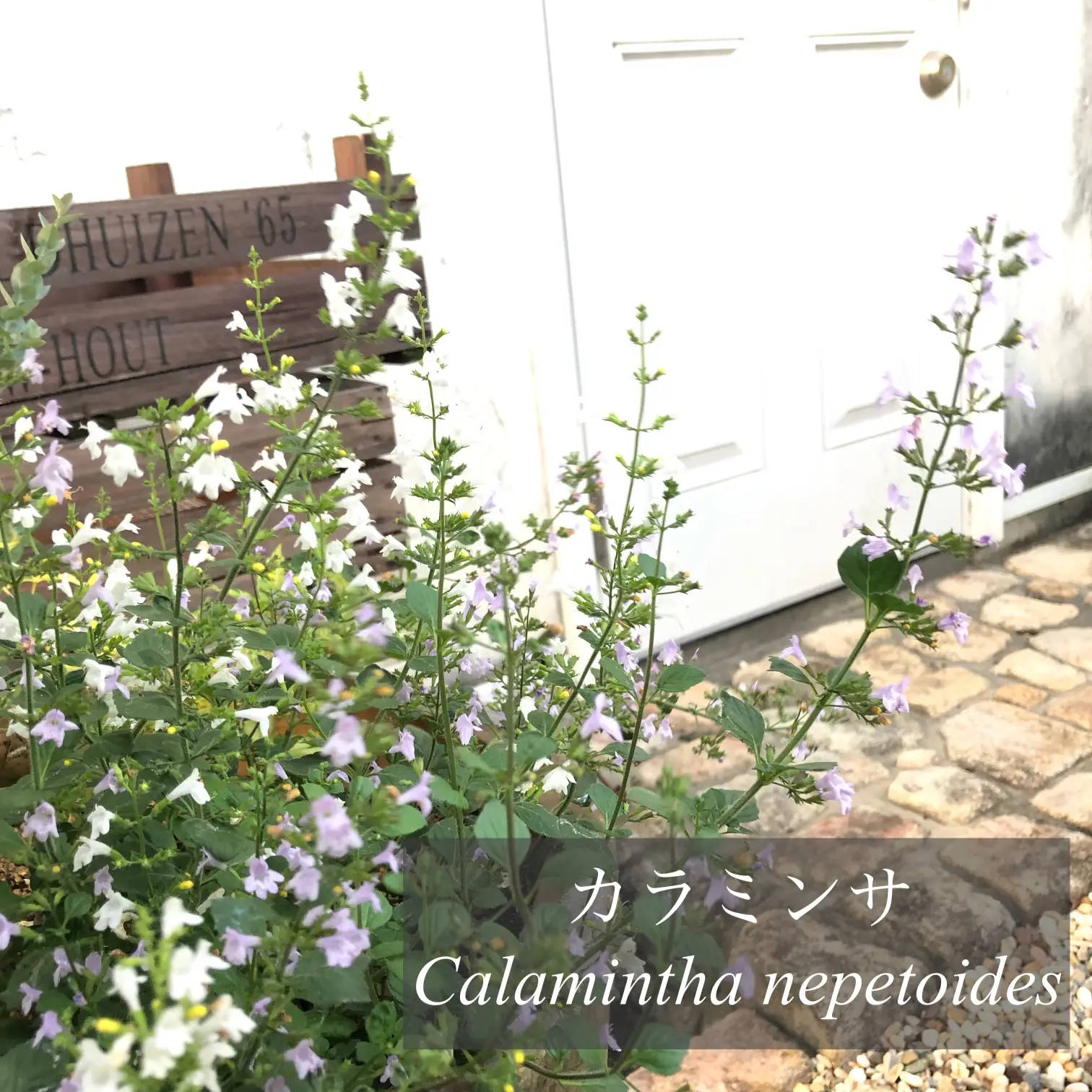 夏の間中咲く小花がカワイイ カラミンサ M Gardenが投稿したフォトブック Lemon8 夏の間中咲く小花がカワイイ カラミンサ M Gardenが投稿したフォトブック Lemon8