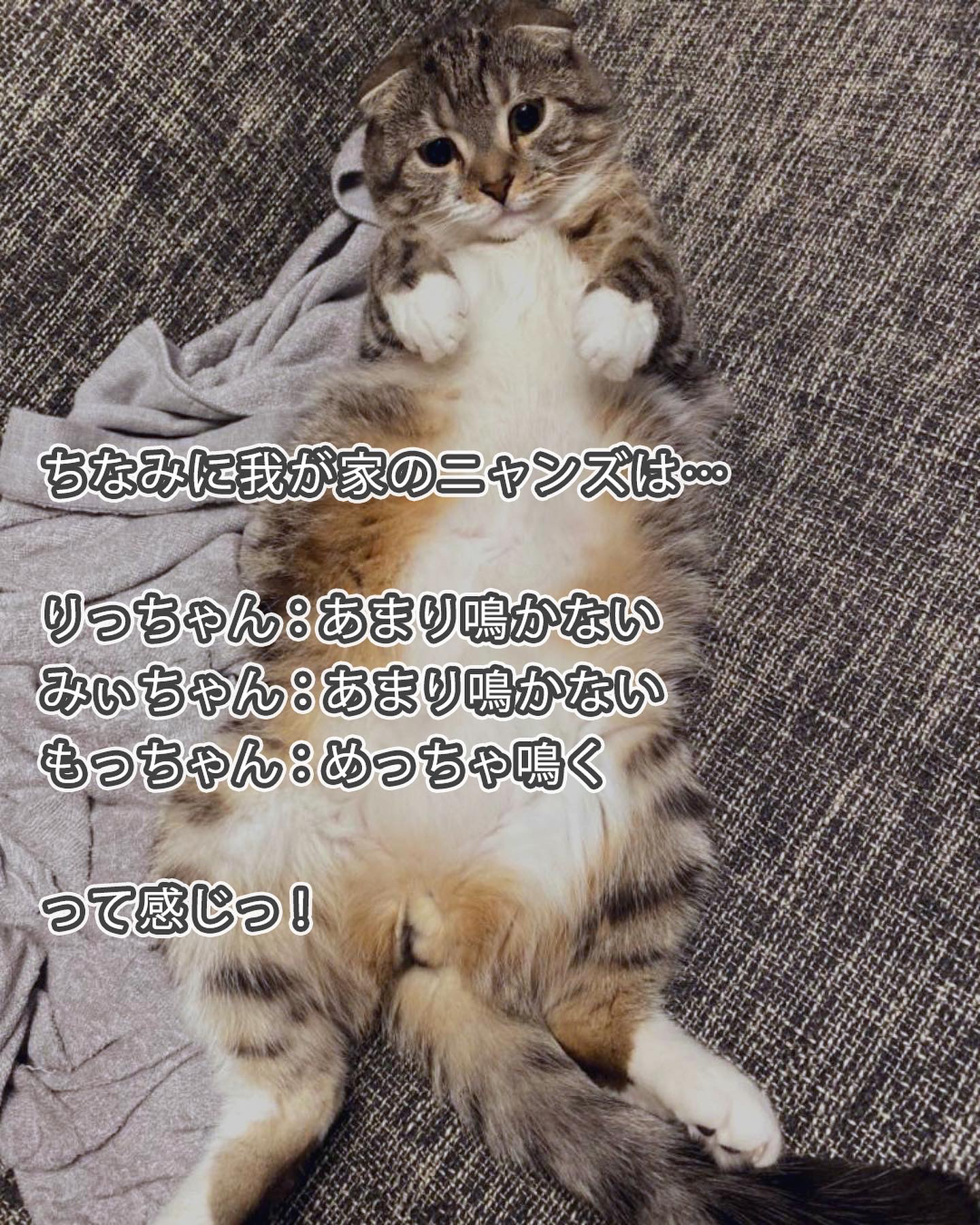 鳴く猫と鳴かない猫の違いは何 ねこぞー 猫のお役立ち情報が投稿したフォトブック Lemon8