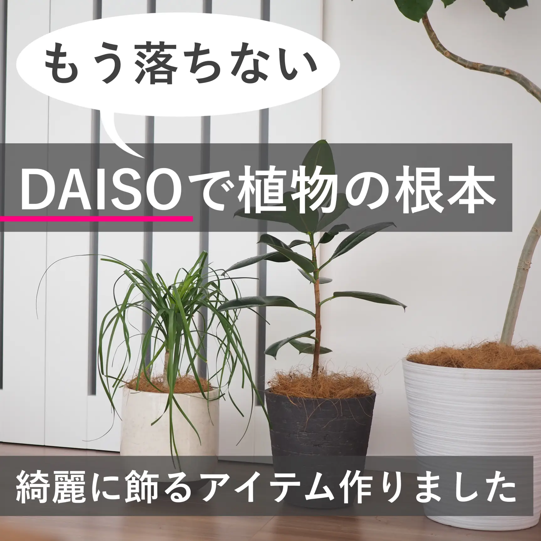 Daiso ココヤシファイバーが落ちない方法 ムーンmoon Ismartが投稿したフォトブック Lemon8
