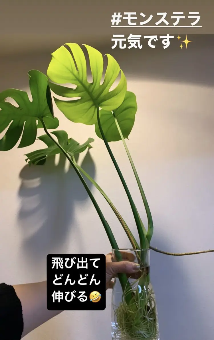 モンステラ コンパクタ 水耕栽培 Retenesdbh Com Ar