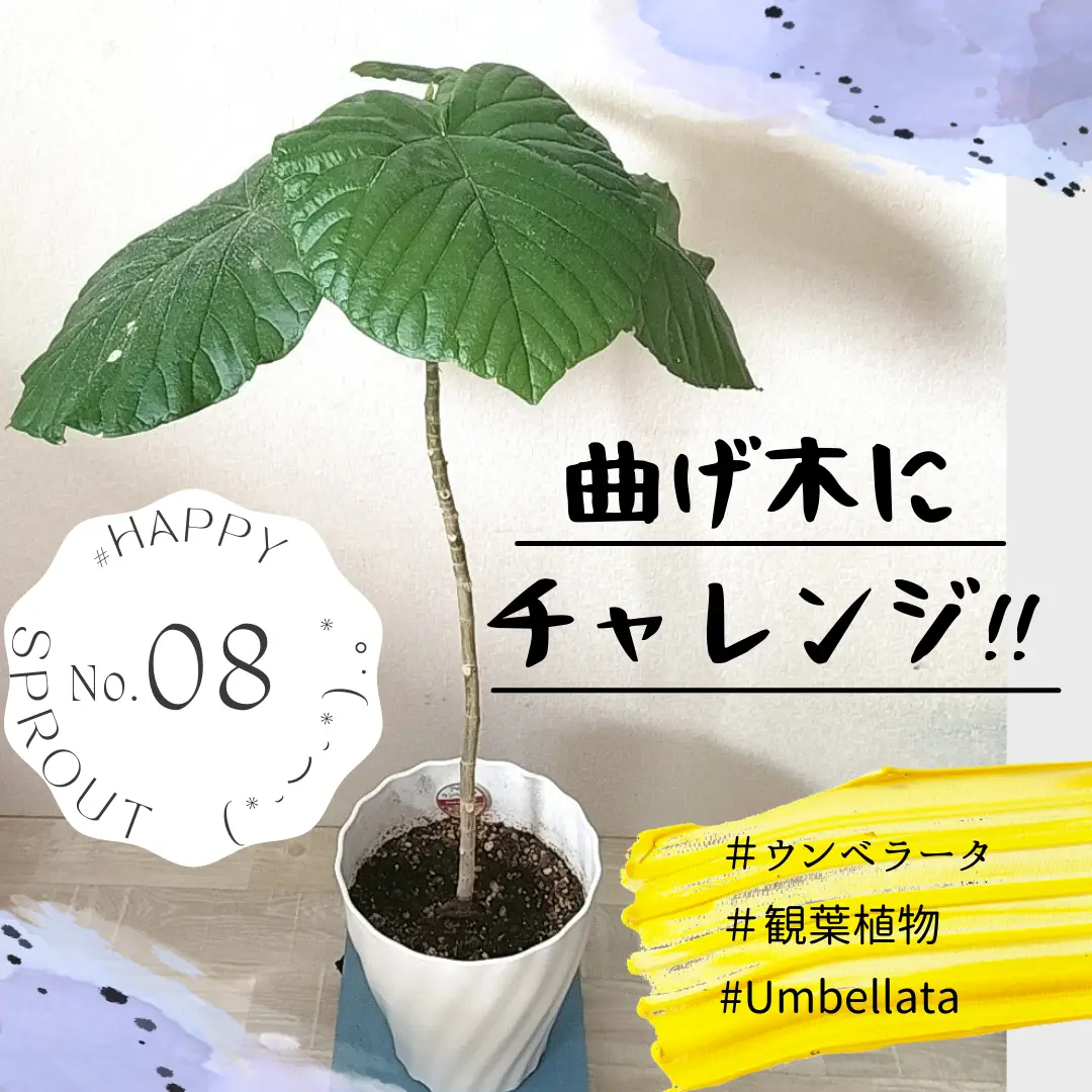 ウンベラータを曲げ木に ᴗ Spout U3uが投稿したフォトブック Lemon8
