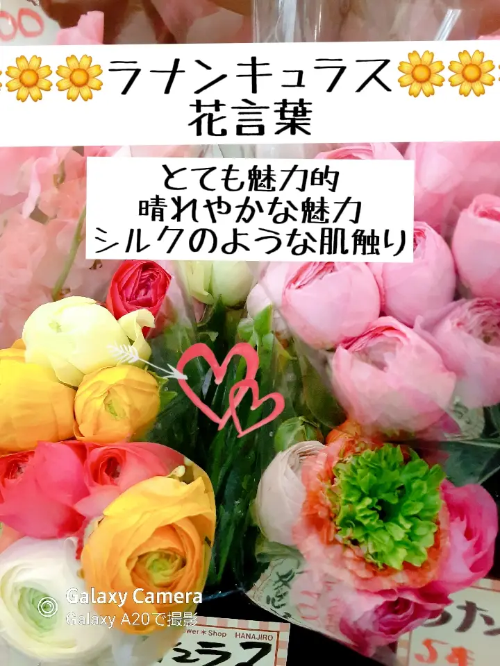 ラナンキュラス 花言葉 まさみ63が投稿したフォトブック Lemon8