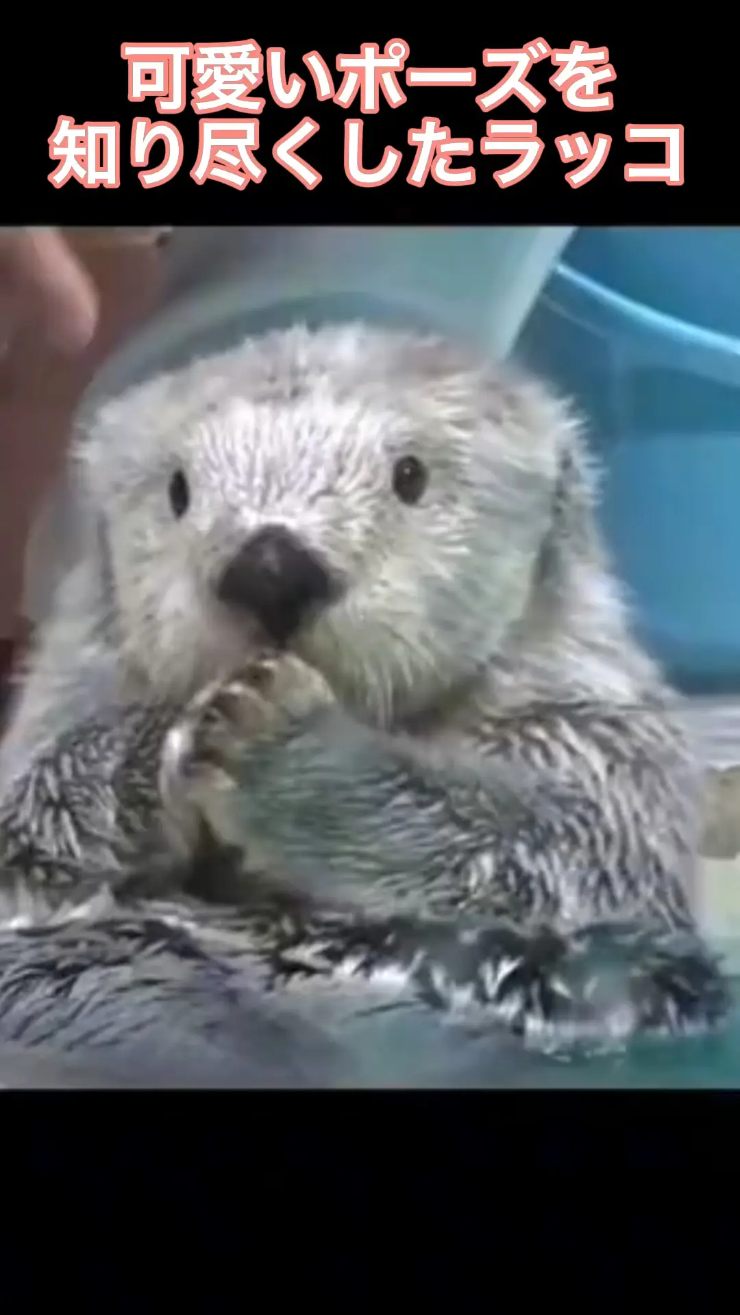 可愛いポーズを知り尽くしたラッコ ほっこりする動物達が投稿した記事 Lemon8