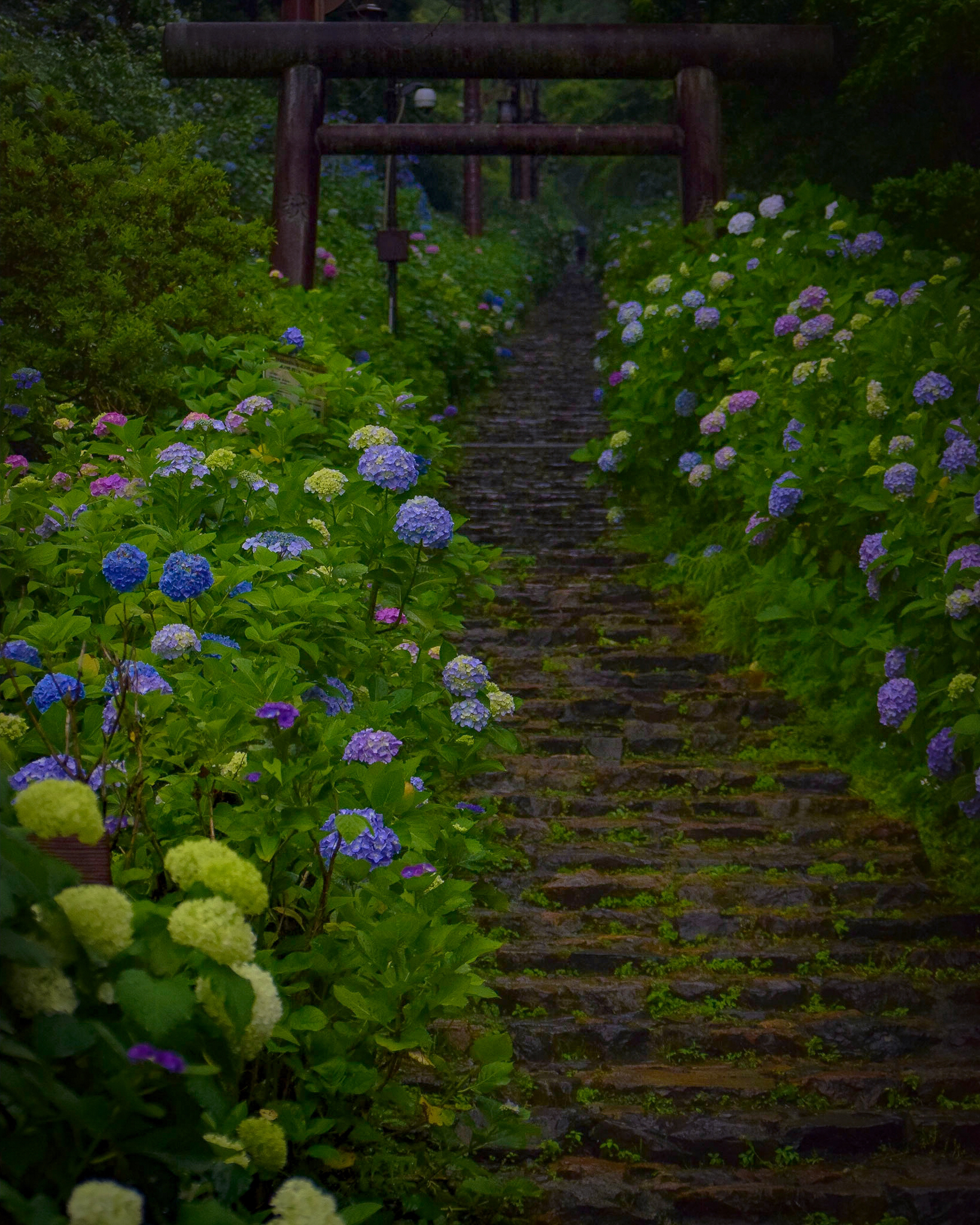 栃木県 紫陽花の名所 大平山神社 あじさい坂 Jptravelerspicが投稿したフォトブック Sharee