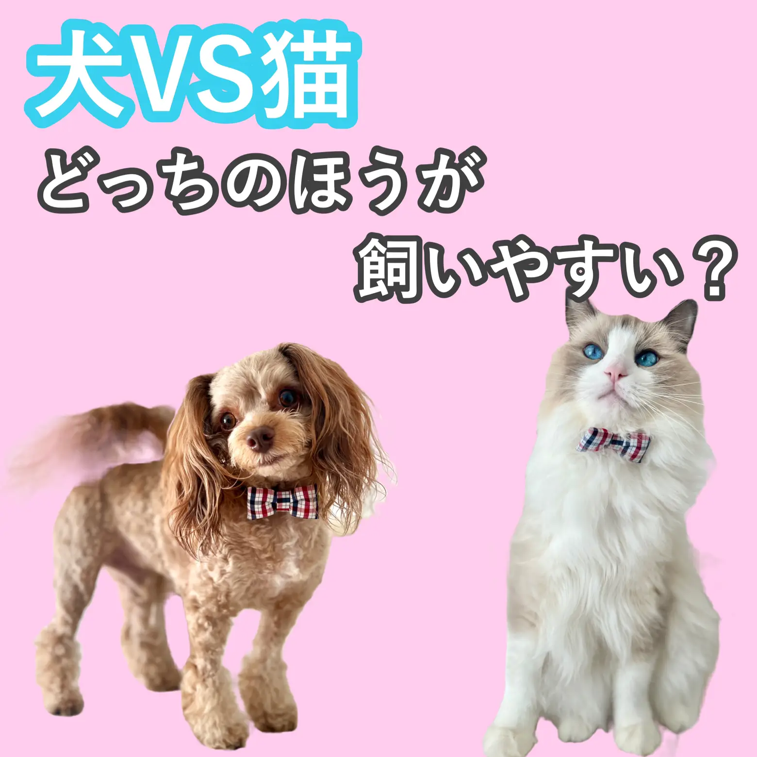犬vs猫 実際に飼ってみて分かった 犬猫の飼いやすさ ぱるのえ 北海道で暮らす犬と猫が投稿したフォトブック Lemon8