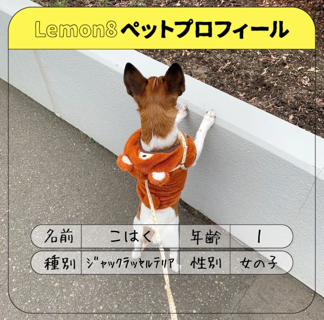 犬服届いた 3ckey3ninneが投稿したフォトブック Lemon8 犬服届いた 3ckey3ninneが投稿したフォトブック Lemon8