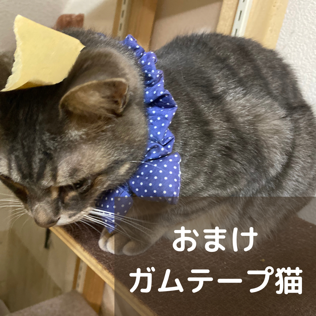 ねこなべ ゆっっちゃんが投稿したフォトブック Lemon8