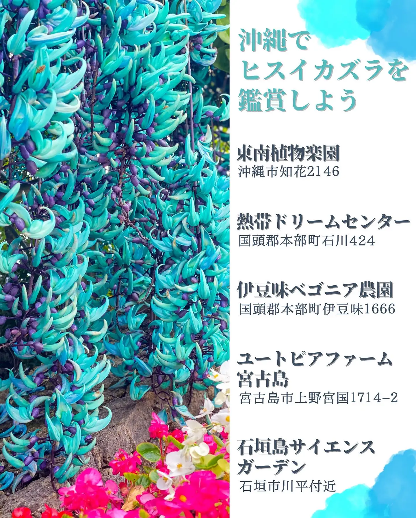 まるで宝石 青い南国植物 ヒスイカズラ おきぶらokibraが投稿したフォトブック Lemon8