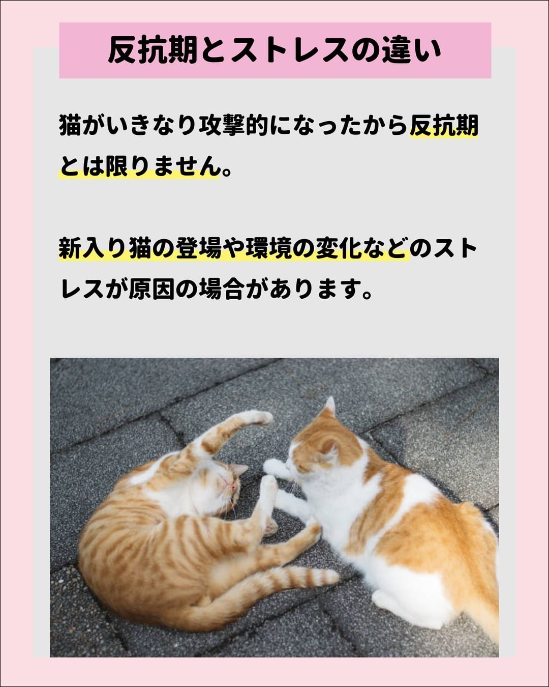 猫の反抗期徹底解説 ねこにも 愛猫情報発信中が投稿したフォトブック Lemon8