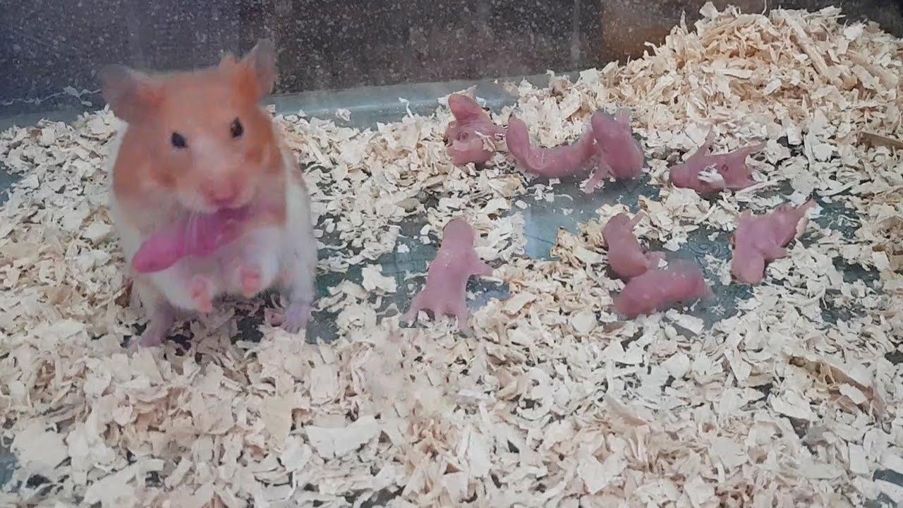 ハムスターが生まれたてのわが子を食う 手で抱え一心不乱にかじりつく光景に絶句 ハムスターが生まれたてのわが子を食う 手で抱え一心不乱にかじりつく光景に絶句