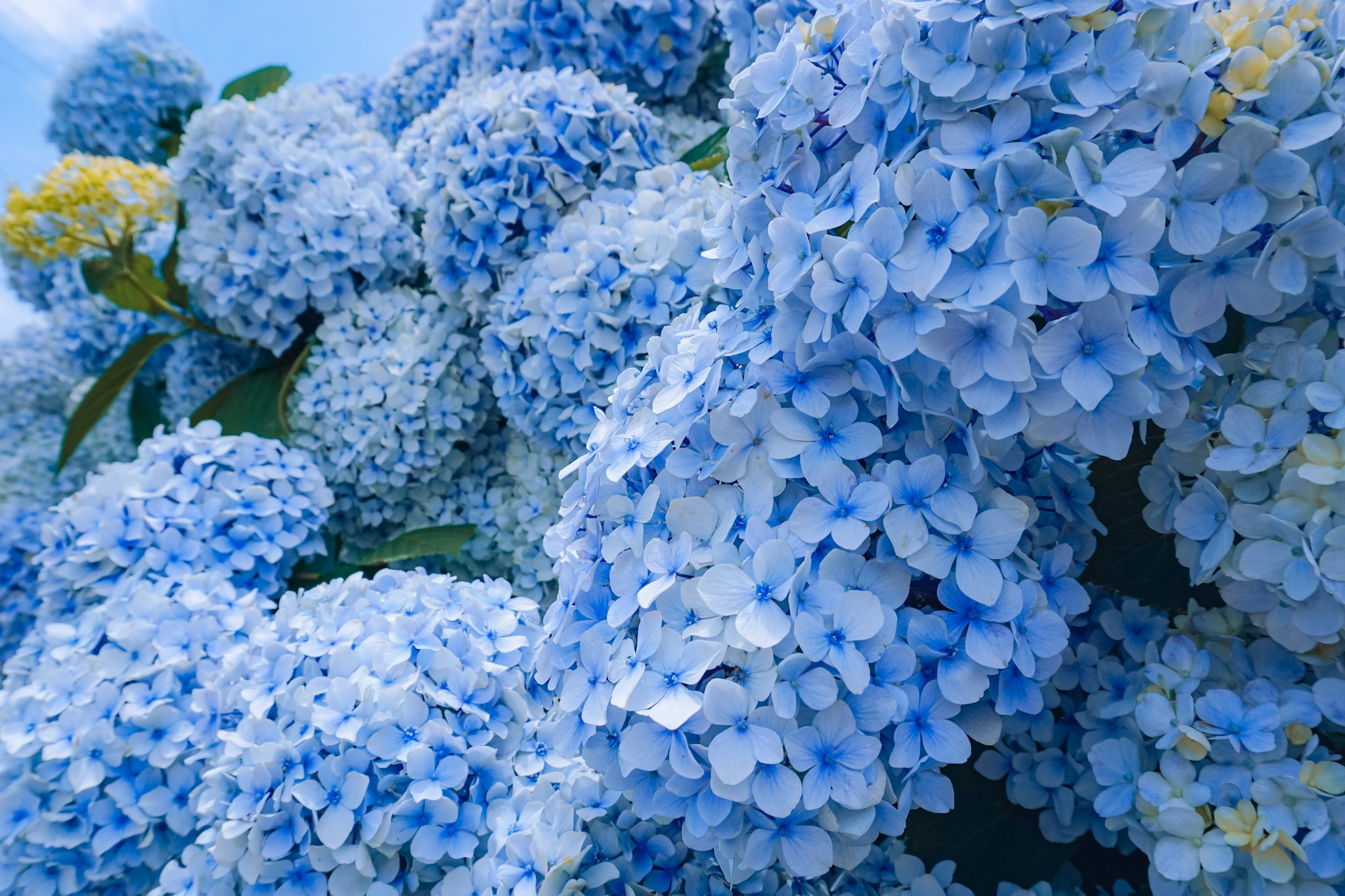 岡山 こんなにたくさんの紫陽花見たことない 紫陽花の壁 Moe Matsuiが投稿したフォトブック Sharee