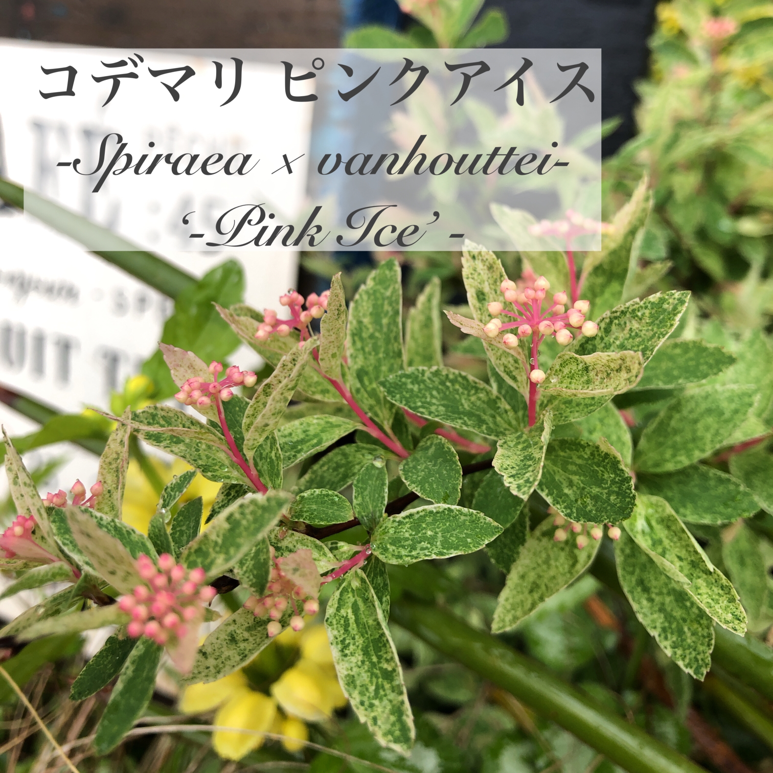 ピンクのツボミが可愛い コデマリ ピンクアイス M Gardenが投稿したフォトブック Sharee