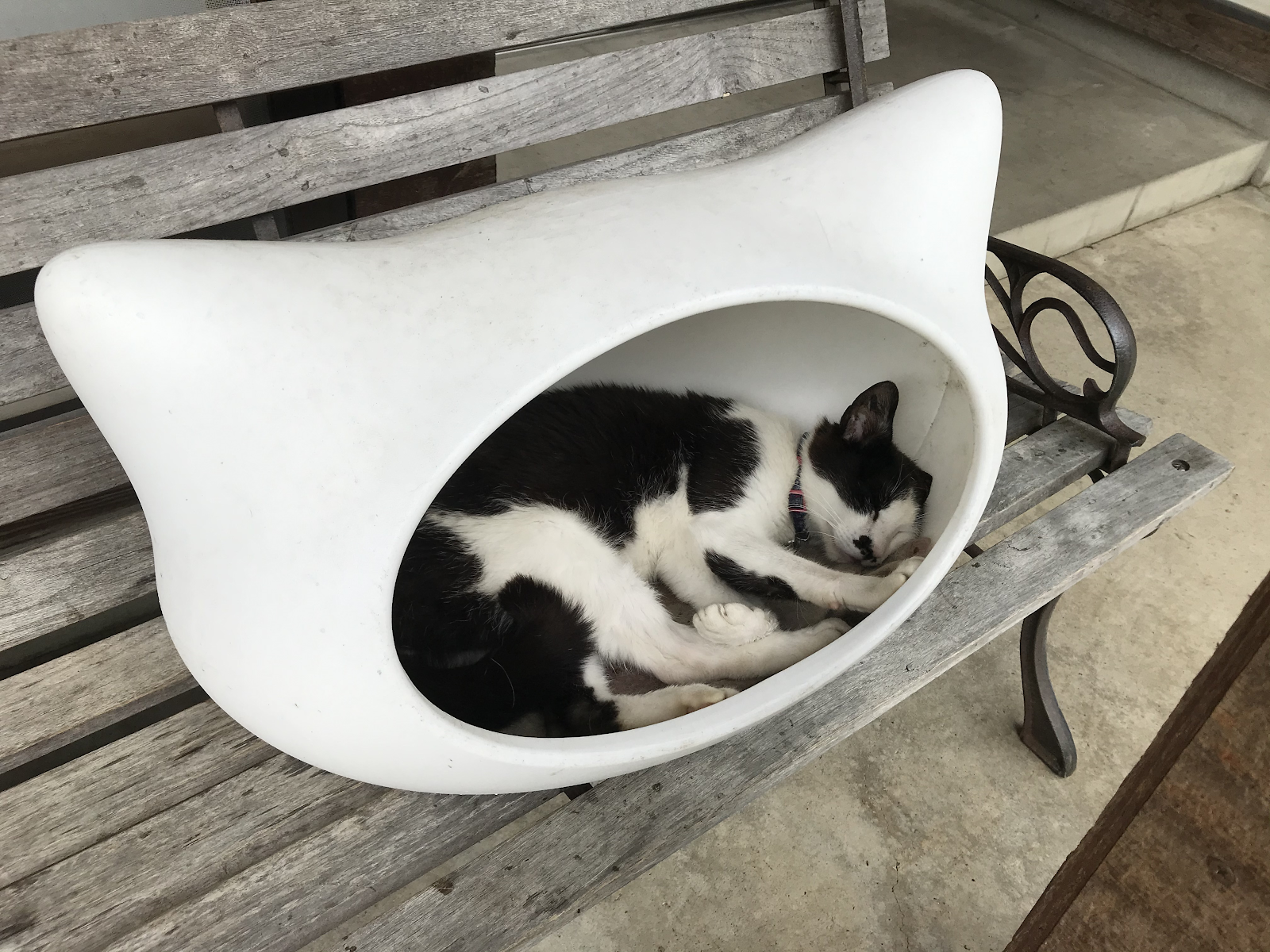 穴場スポット 福井の猫寺の楽しみ方 にしきが投稿した記事 Sharee