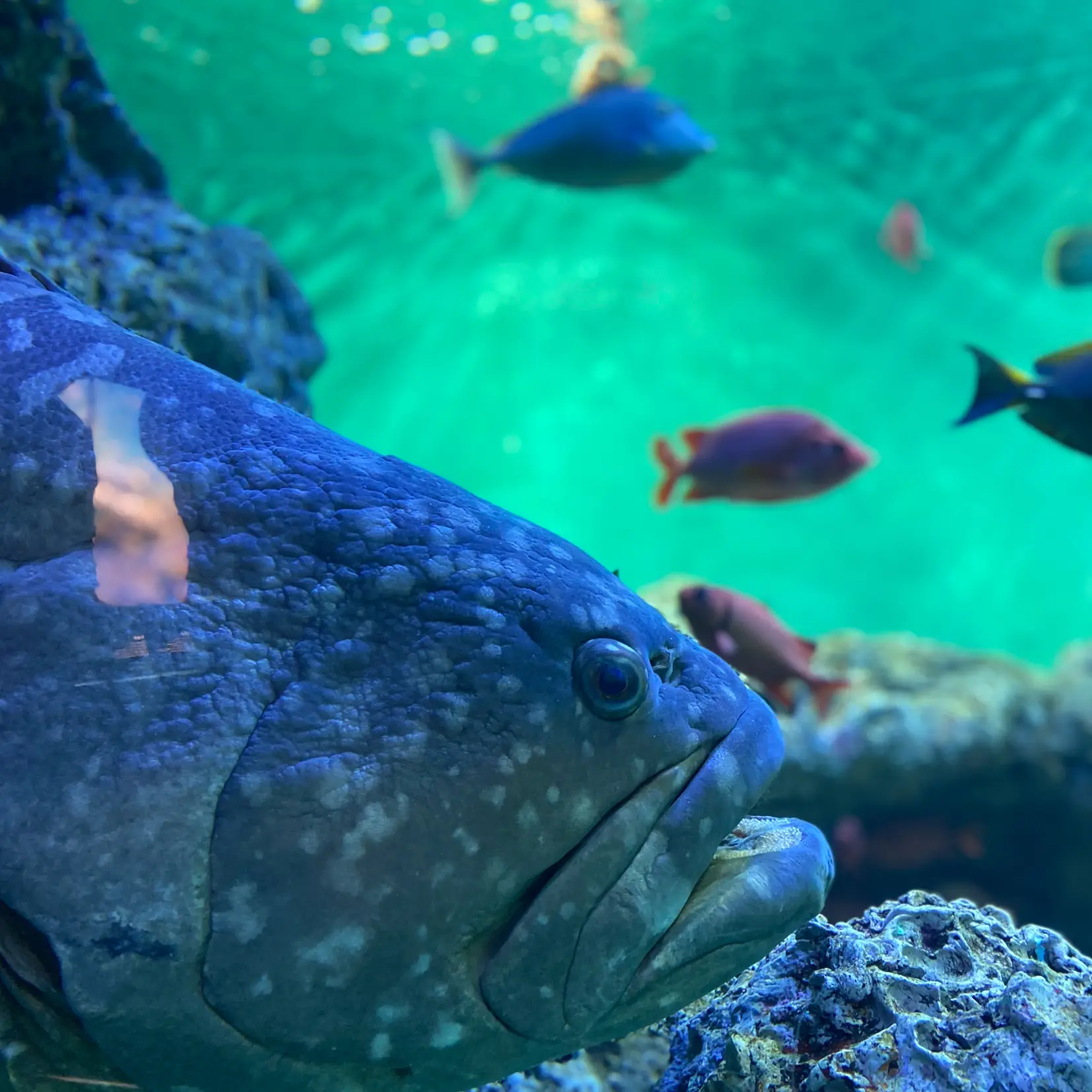 葛西臨海公園水族館 Lemon8