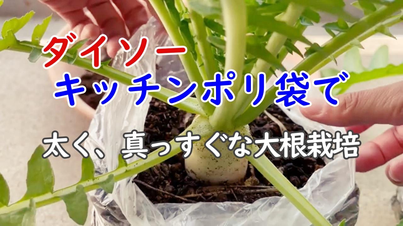 市販ポリ袋で大根栽培 種まきから収穫まで簡単にできる袋栽培の方法を分で解説 園芸
