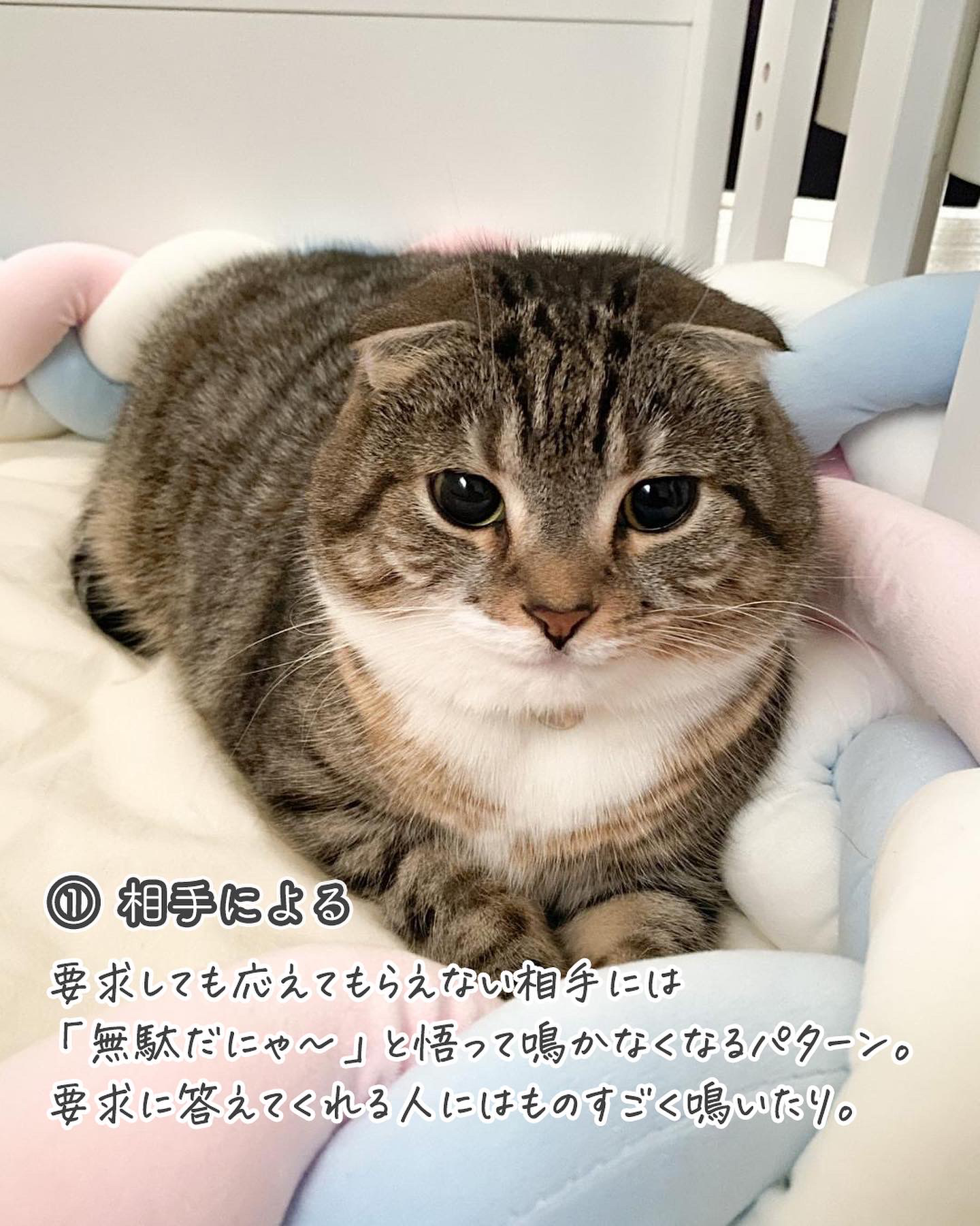 鳴く猫と鳴かない猫の違いは何 ねこぞー 猫のお役立ち情報が投稿したフォトブック Lemon8