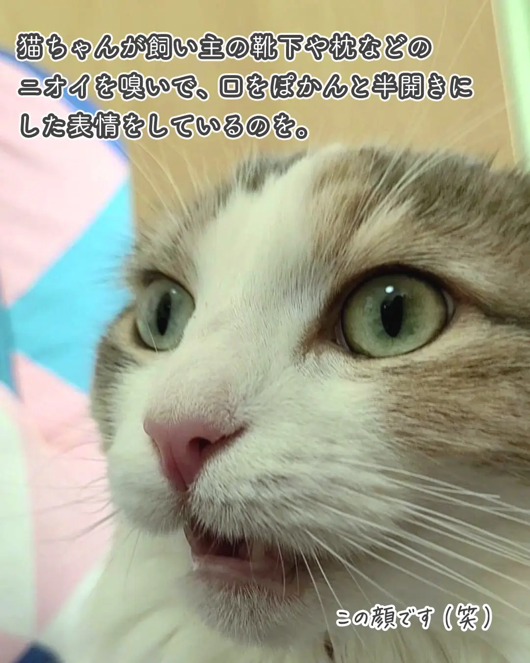 フレーメン反応の秘密 猫ちゃんトリビア ねこぞー 猫のお役立ち情報が投稿したフォトブック Lemon8