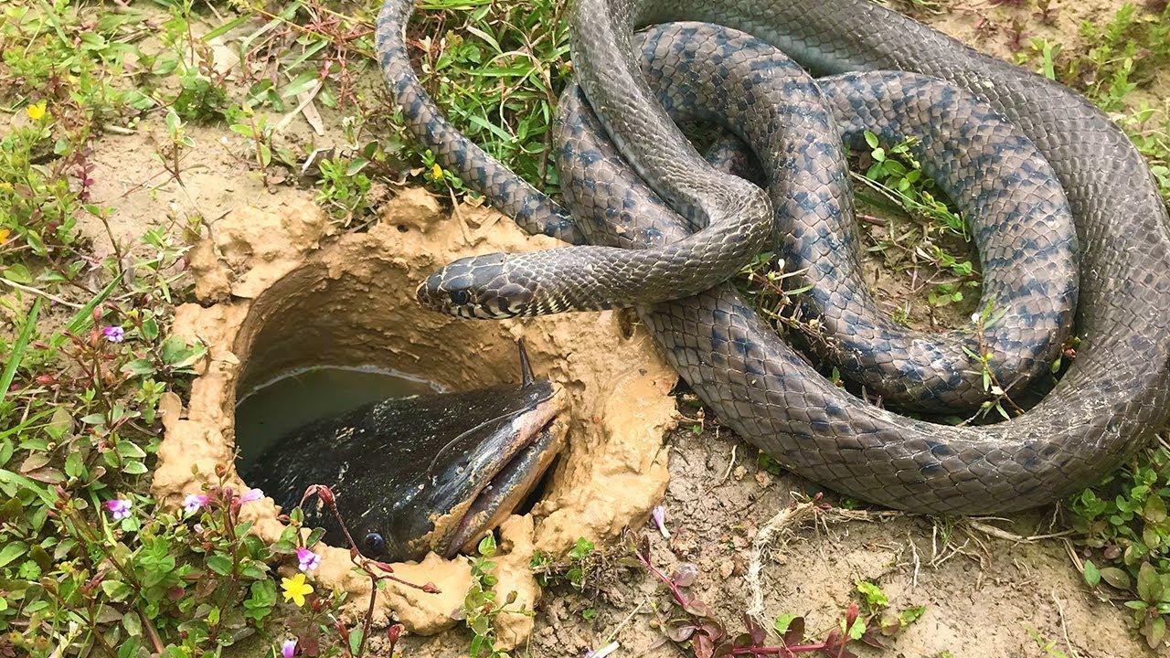 魚が居そうな穴にヘビを流し込んだら想像以上に魚がどんどん出てきて ヘビが魚を次々とｗ 動物