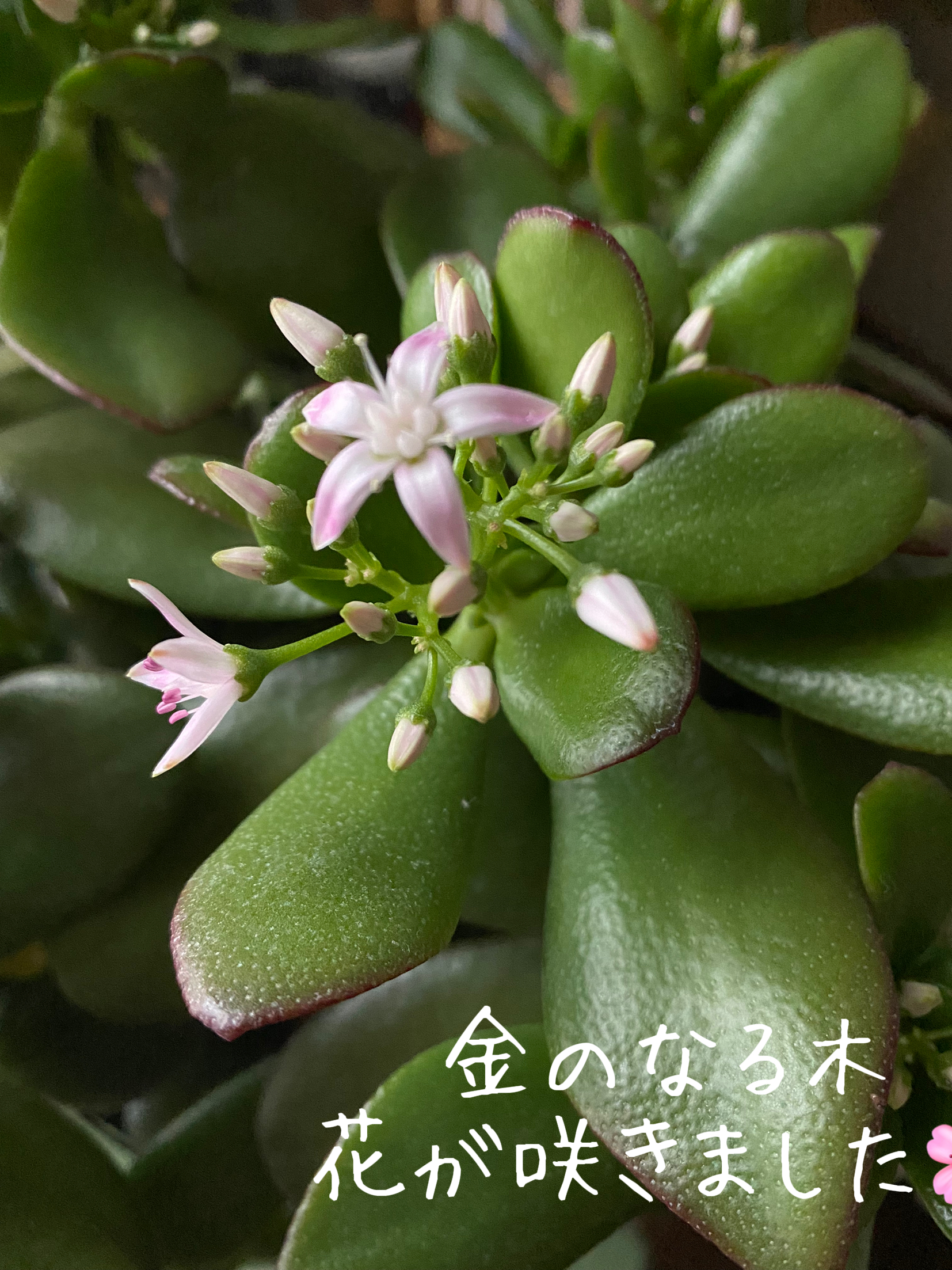 金のなる木 Tomtonが投稿したフォトブック Lemon8