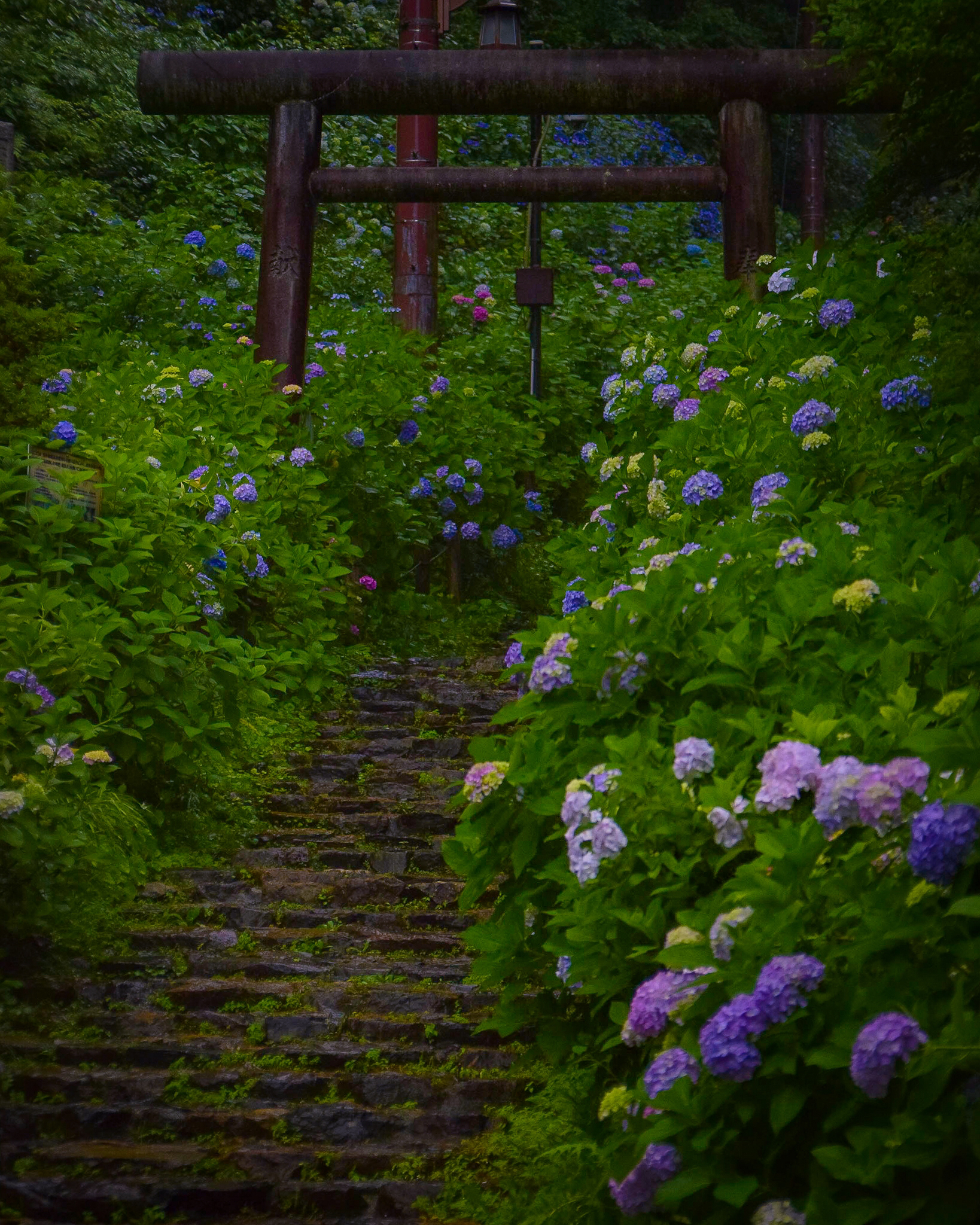 栃木県 紫陽花の名所 大平山神社 あじさい坂 Jptravelerspicが投稿したフォトブック Sharee