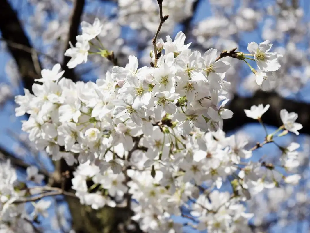 東京にある花の名所で春から初夏へ季節の移り変わりを感じよう Yukkiが投稿した記事 Lemon8 東京にある花の名所で春から初夏へ季節の移り変わりを感じよう Yukkiが投稿した記事 Lemon8