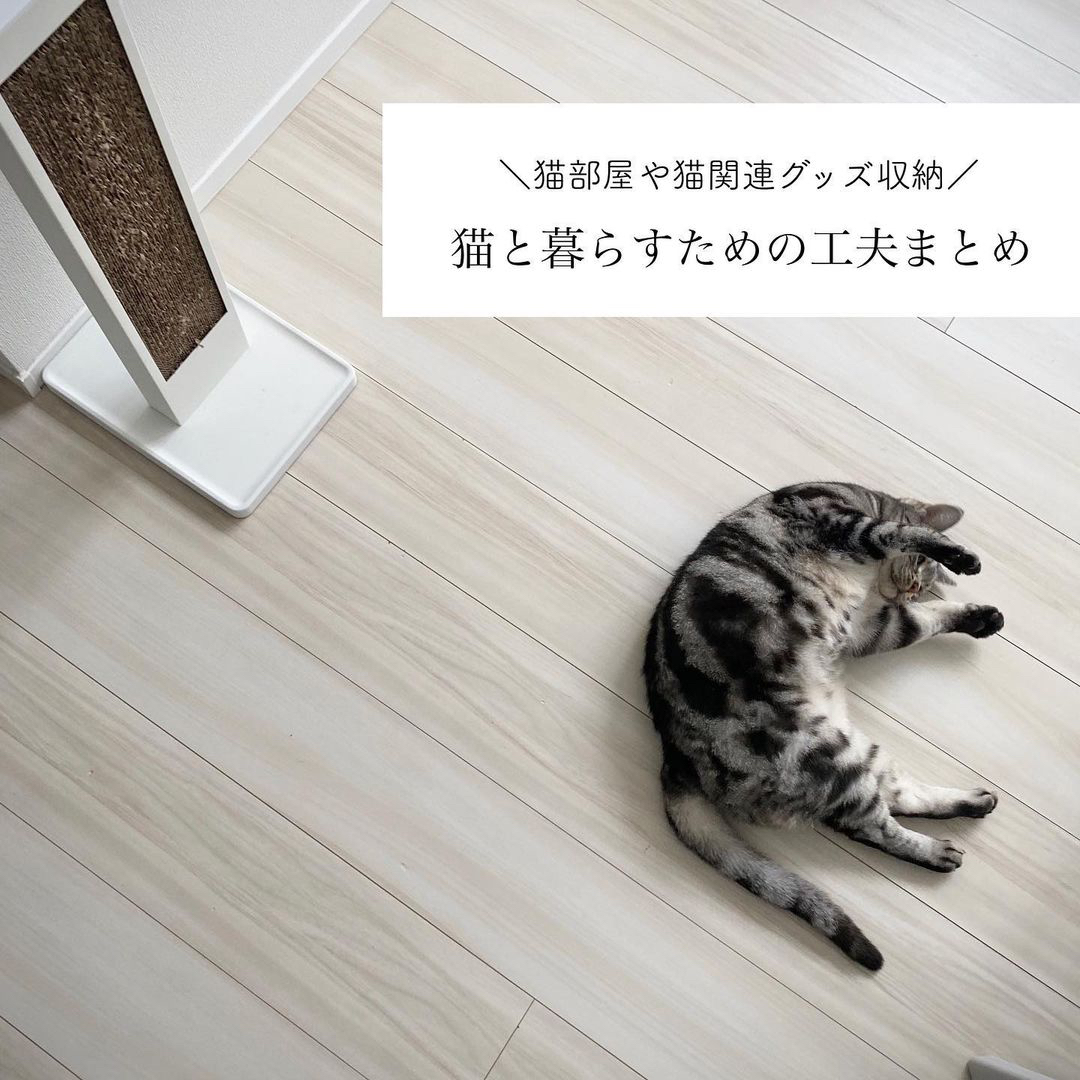 猫と暮らす工夫まとめました 満月が投稿したフォトブック Lemon8