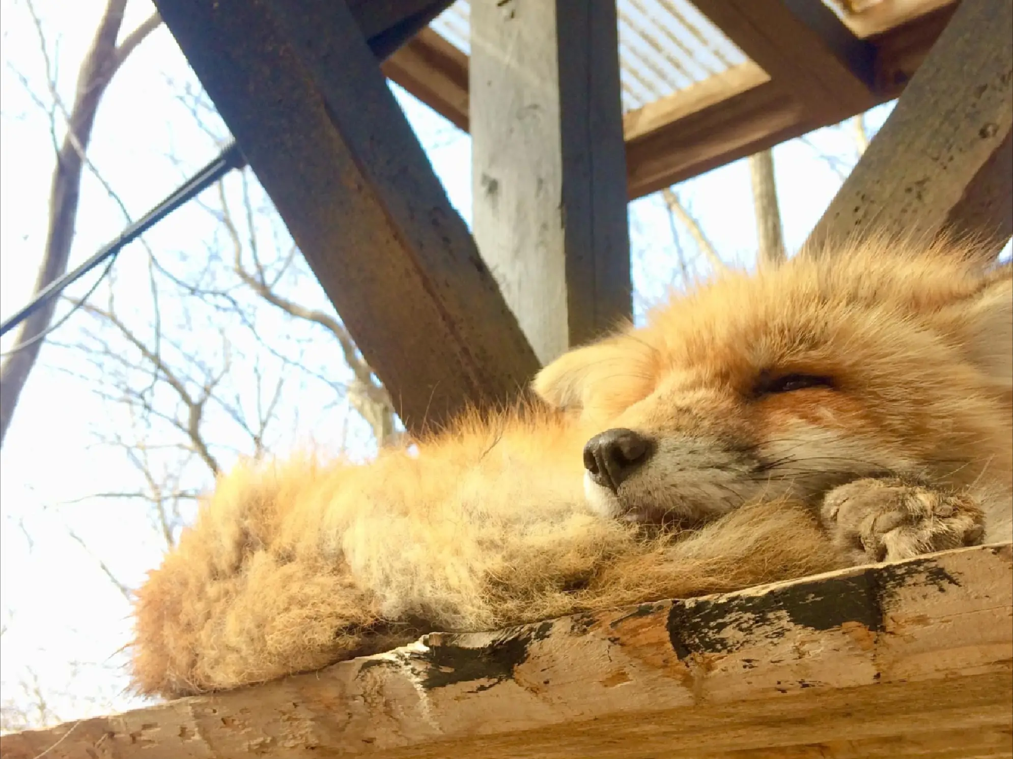 キツネのカミソリ 古賀とも子が投稿したフォトブック Lemon8