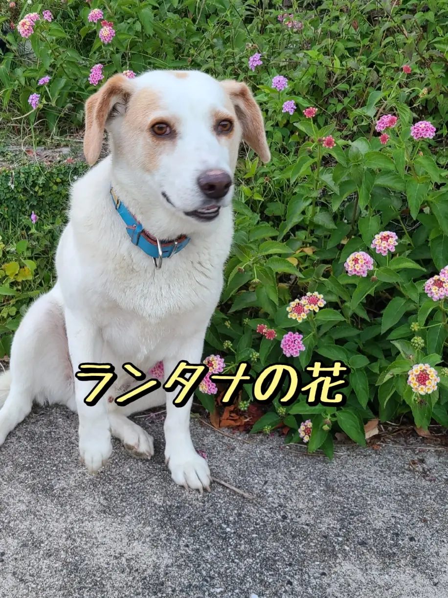 Lemon8 Story コバンボダイジュ 育て方