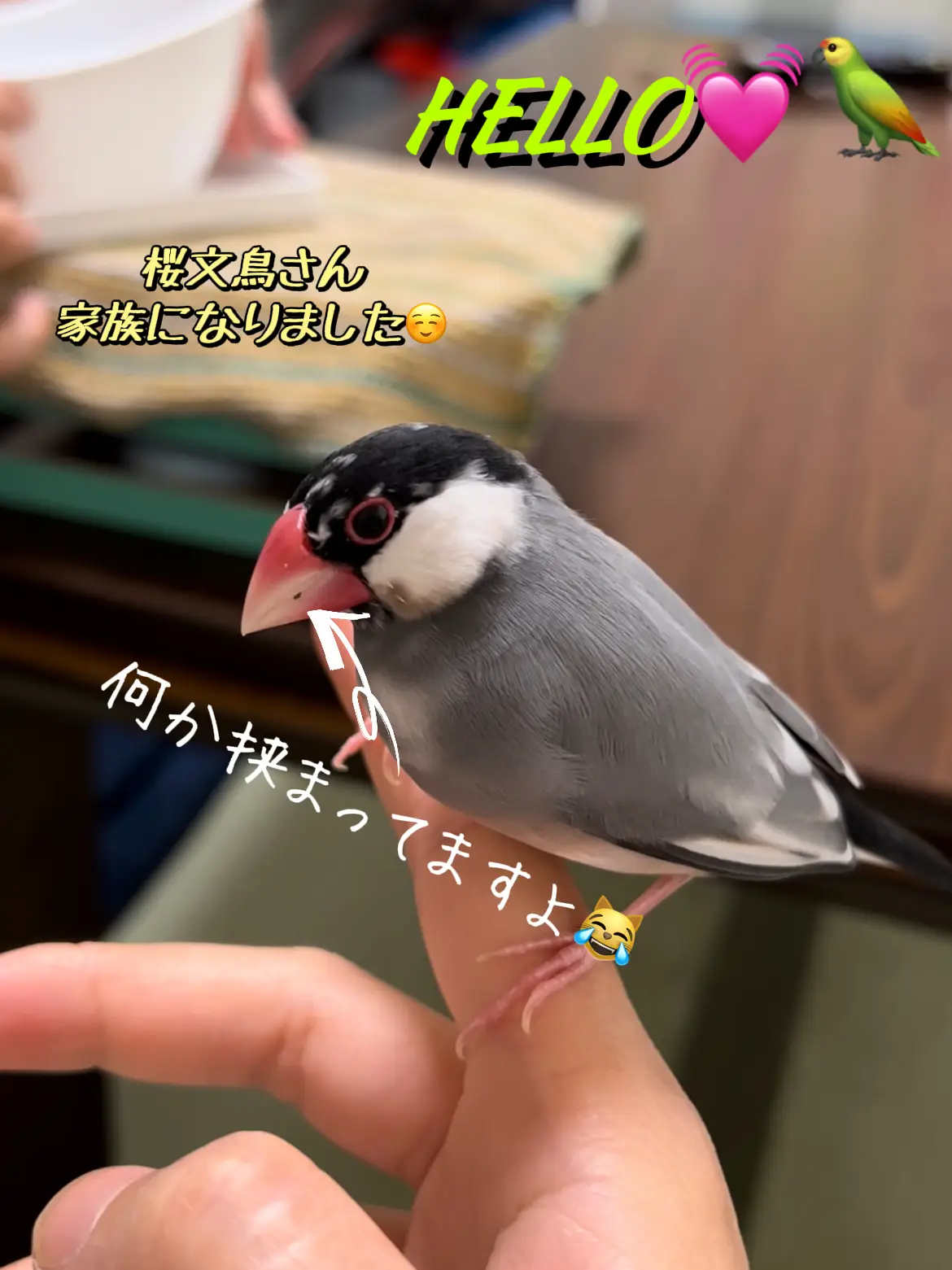 桜文鳥との暮らし Kisuapoが投稿したフォトブック Lemon8