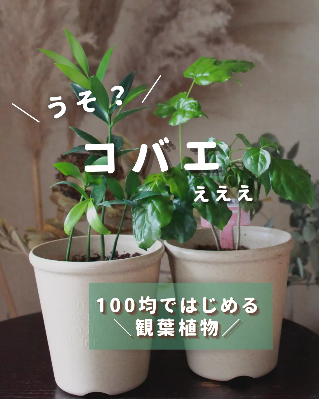 え コバエええぇ 100均ではじめる観葉植物 らーちゃん 100均観葉植物が投稿したフォトブック Lemon8