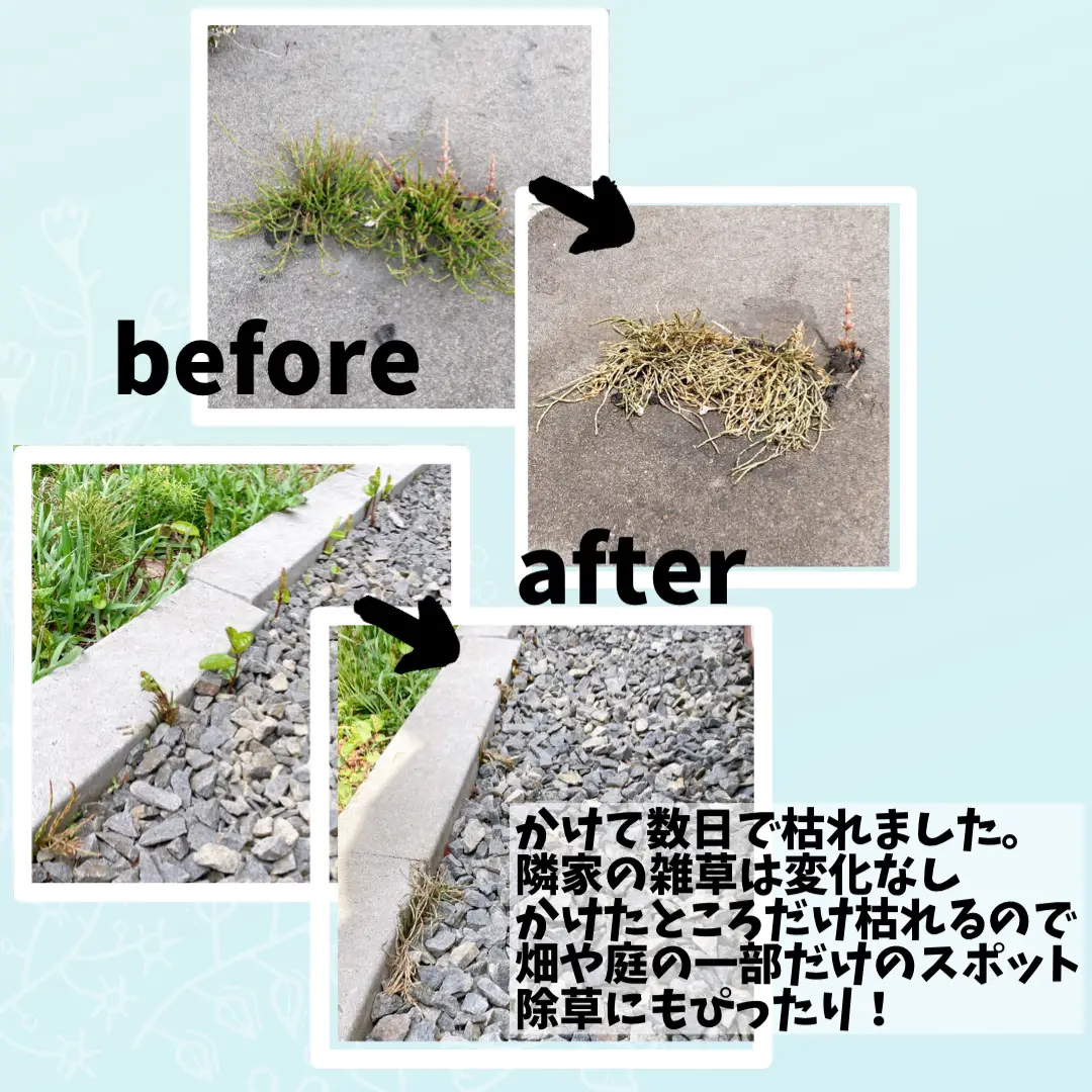 抜くのはもうやめて かけて放置で草へなへなー じゃがありこが投稿したフォトブック Lemon8 抜くのはもうやめて かけて放置で草へなへなー じゃがありこが投稿したフォトブック Lemon8