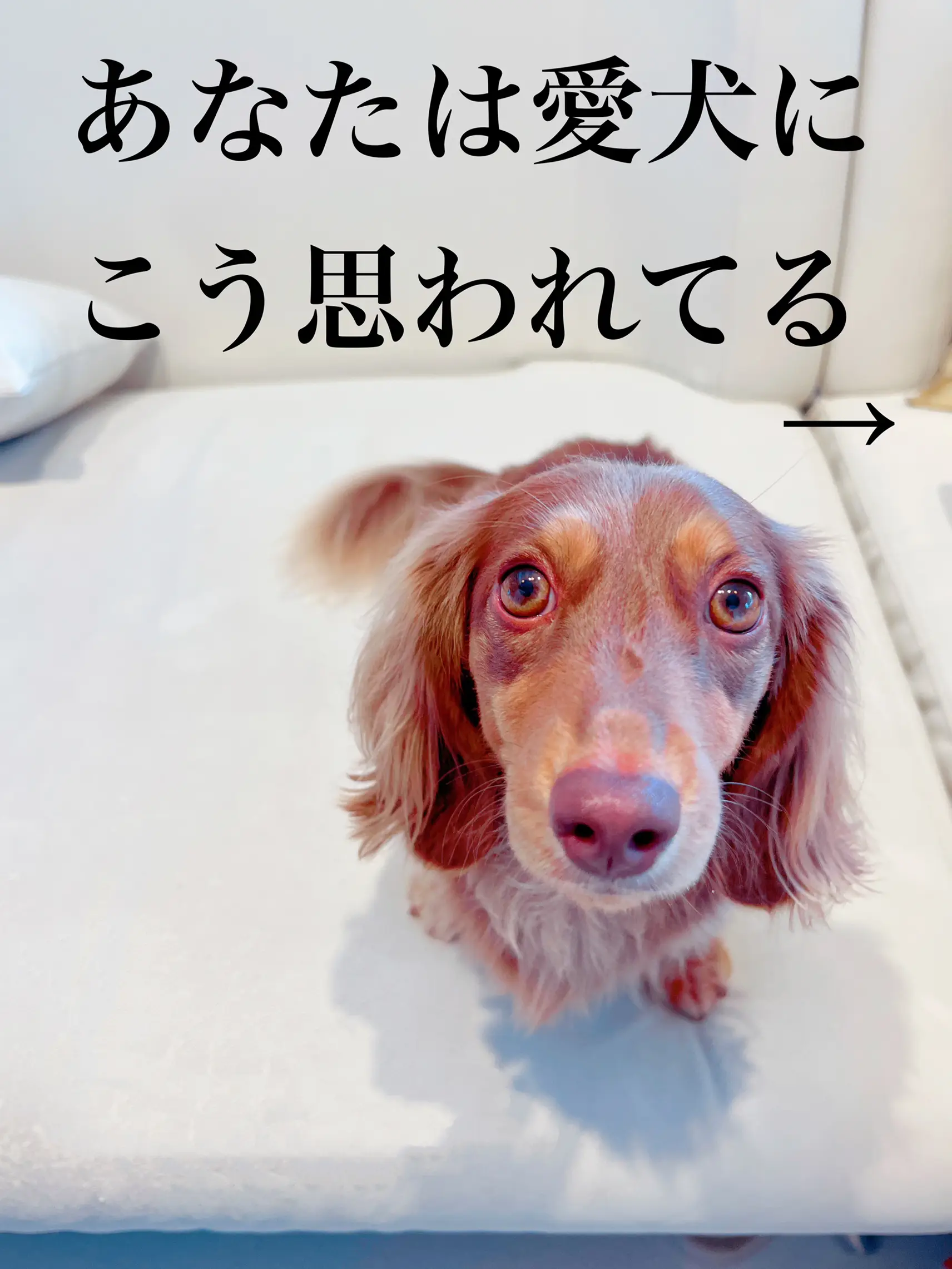 犬豆知識 飼い主をどう思ってる 添い寝位置でわかる ダックス リボンが投稿したフォトブック Lemon8