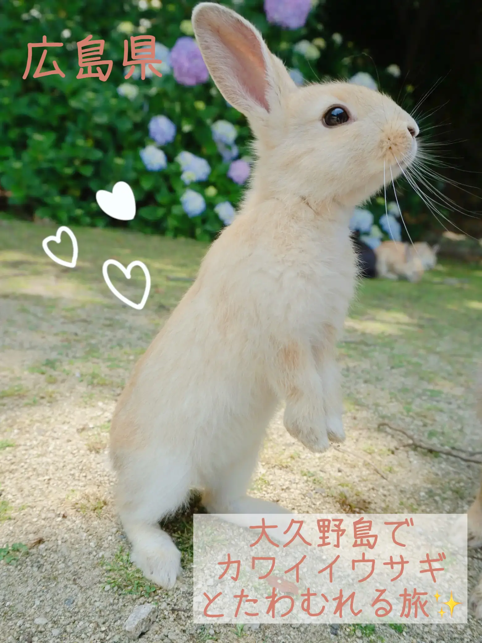 うさぎだらけのうさぎ島 大久野島 Meyoutravelsが投稿したフォトブック Lemon8