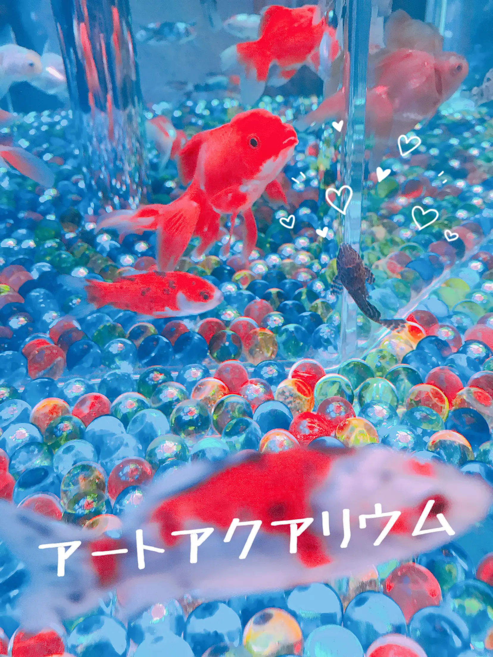 アートアクアリウム銀座 所要時間 Lemon8 アートアクアリウム銀座 所要時間 Lemon8